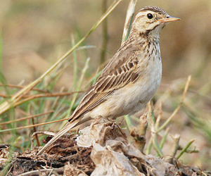 Шийхнүүхэй (Годлевскийн шийхнүүхэй)